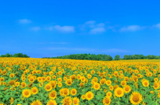 태백 해바라기축제