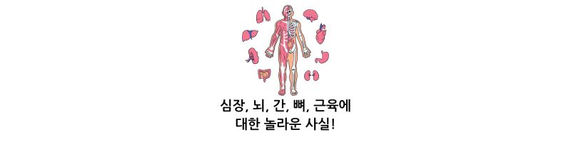 심장, 뇌, 간, 뼈 근육에 대한 놀라운 사실!