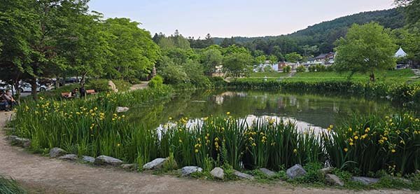 연못을 감싼 수생식물들
