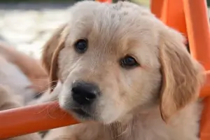반려동물 강아지 사진