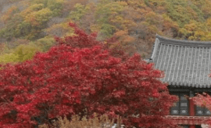 기차여행 단풍특선 추천