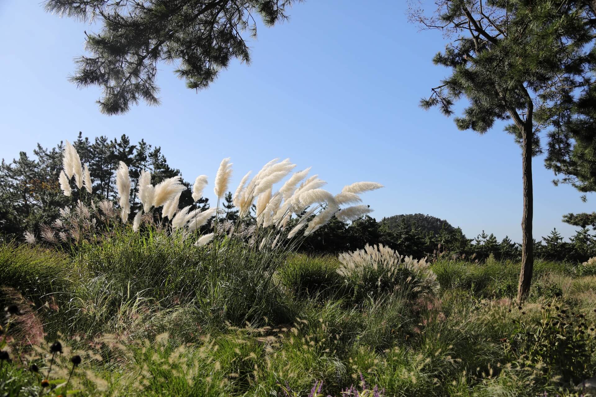 천리포수목원 목련축제