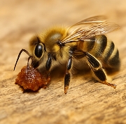 프로폴리스 효능