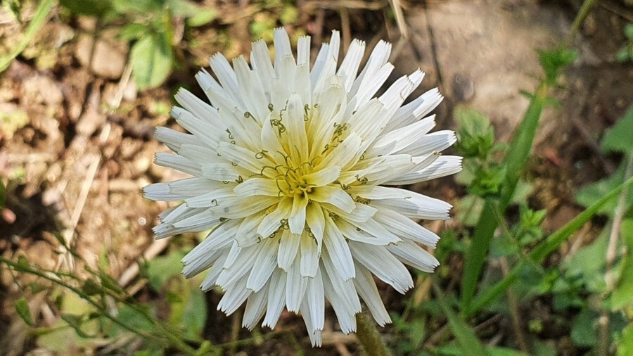 토종 하얀 민들레
