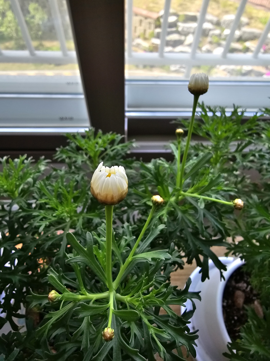 꽃잎이 펼져지는 과정