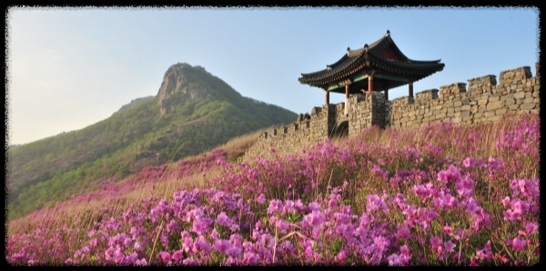 산청 황매산 철쭉제
