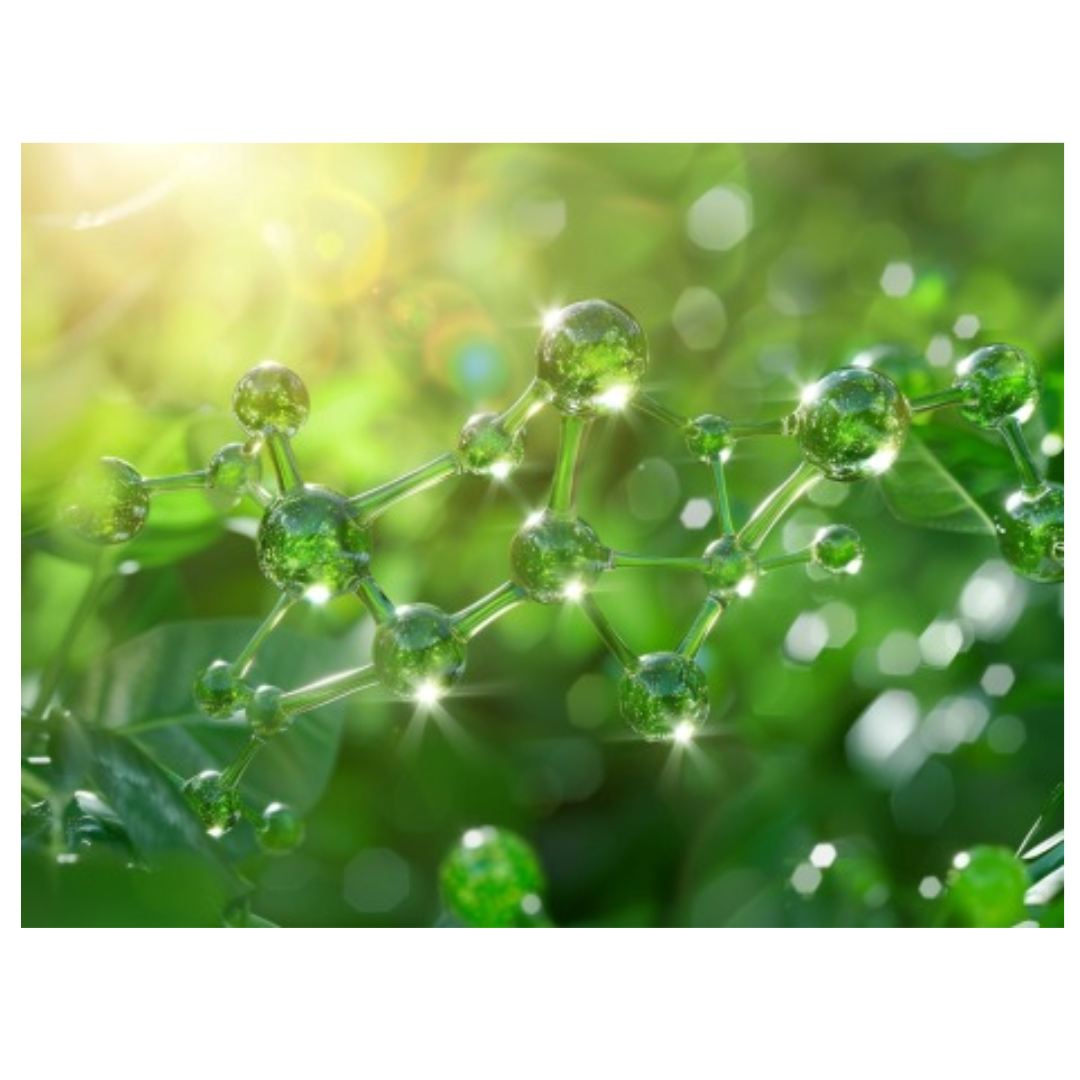 대마종자유와 관련된 사진입니다.