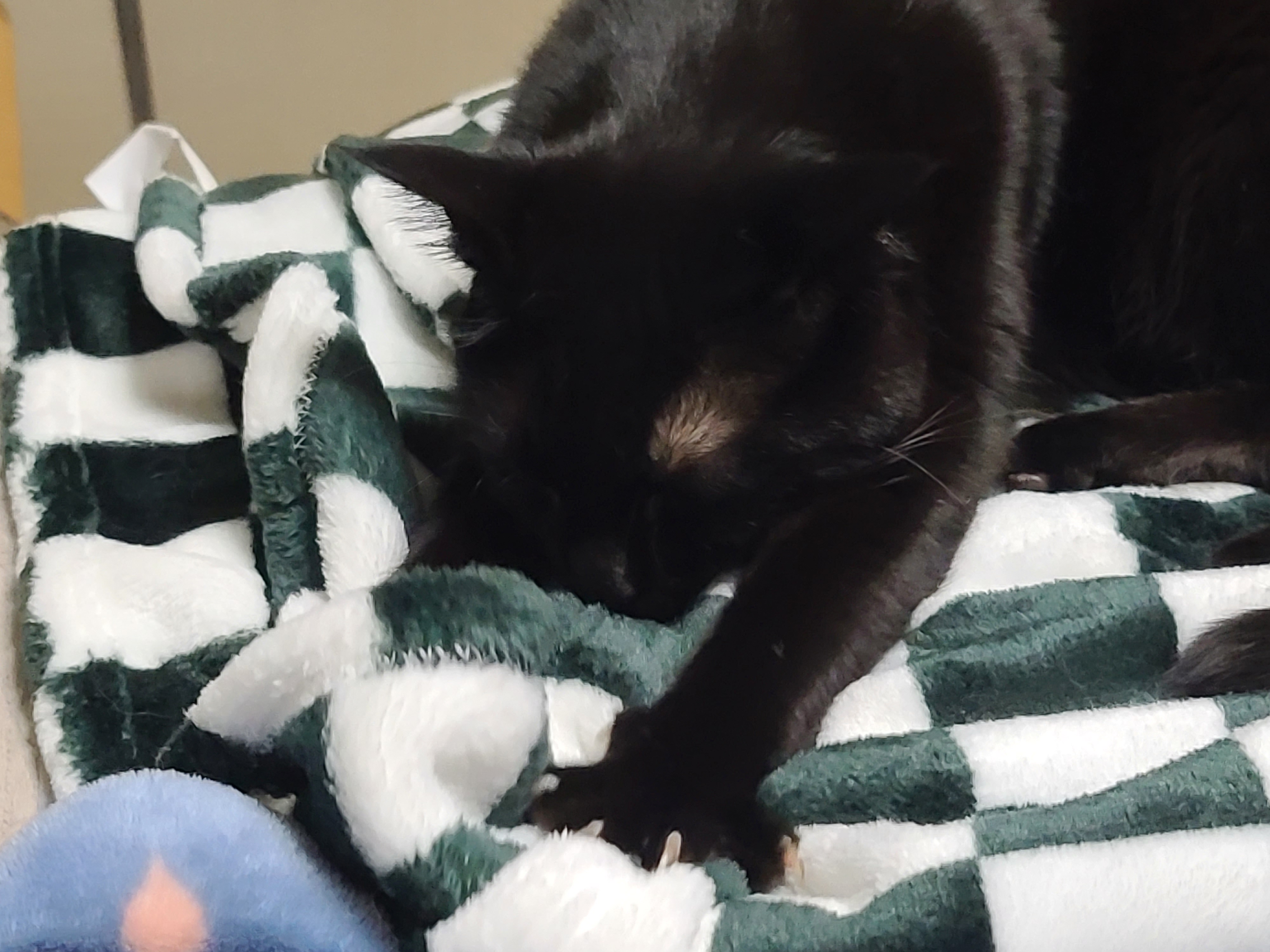 엄마가 사준 담요 좋아해주는 냥냥이들(feat.집사의 일상)