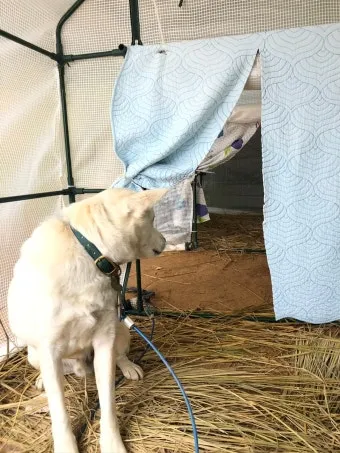 겨울 월동 준비 보온자재 덮개 동해 예방 물주기 조절_19