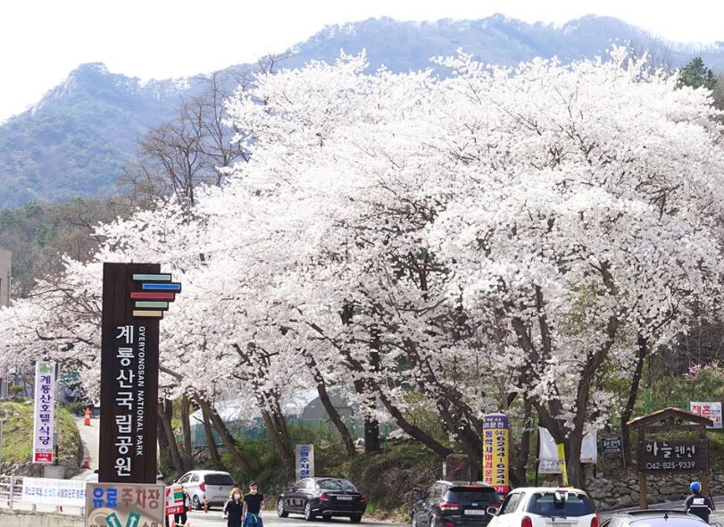 동학사 벚꽃축제 일정