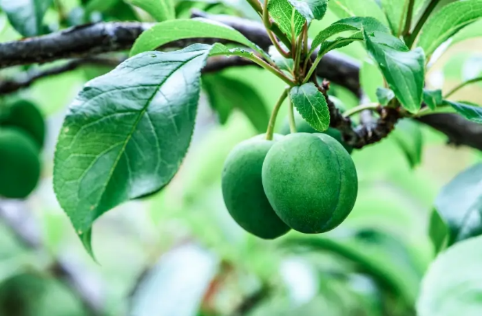 매실-나무-열매-2개