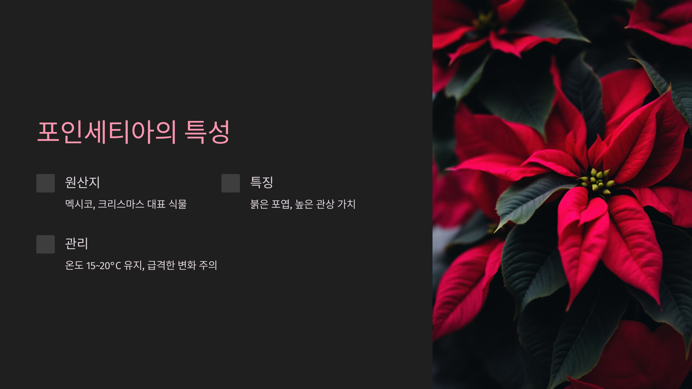 포인세티아의 특성과 소개