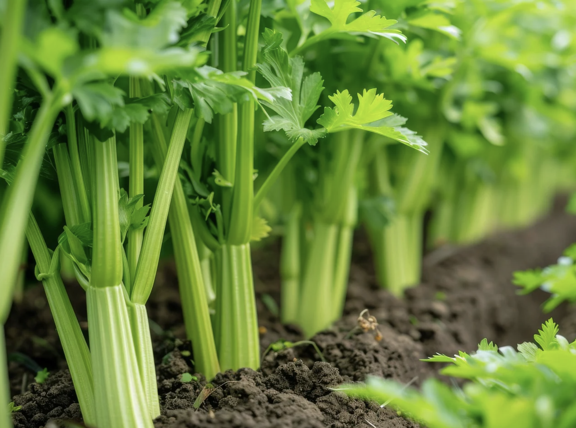 셀러리의 플라보노이드가 염증에 미치는 영향