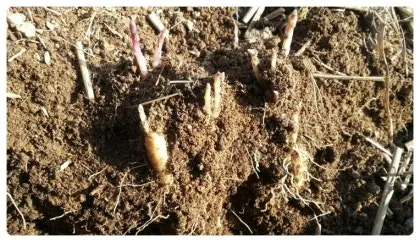 더덕 재배 그늘 재배 토심 확보 줄기 관리_4