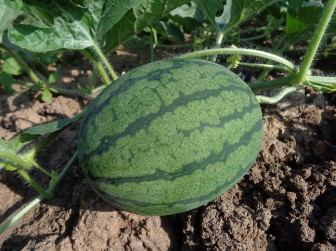 수박값이 3만 원? 폭염에 오른 과일값&amp;#44; 대체 뭐가 문제일까?