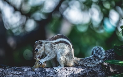 Incorporating Mindful Eating into Your Daily Routine