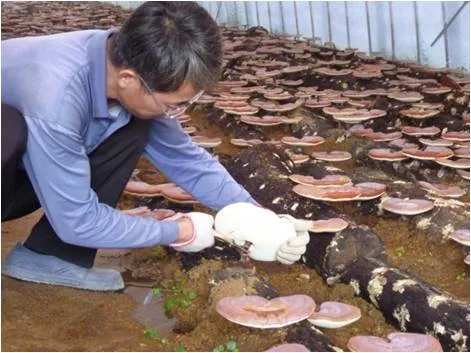 영지버섯 재배 배양 관리 온도 유지 건조 보관_3