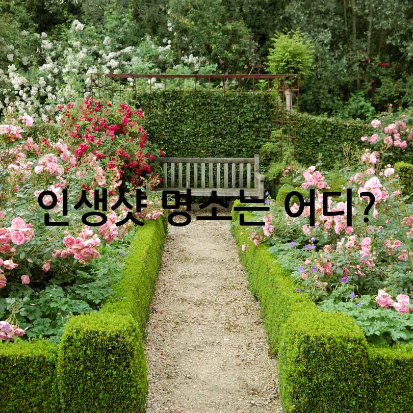 삼척장미축제 2025 : 5월6월 국내여행지