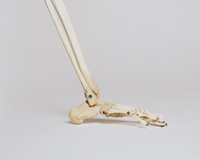 저분자 콜라겐 펩타이드 효능 : 관절건강