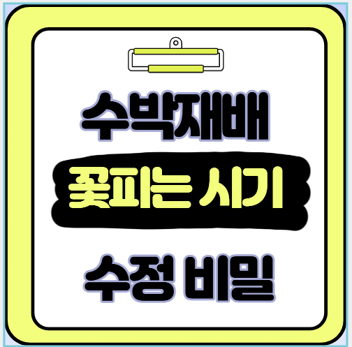 수박 꽃 피는 시기와 수정 비밀