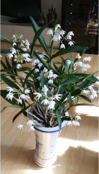 긴기아난 기르는법 꽃피우기 분갈이 물주기 꿀팁_8