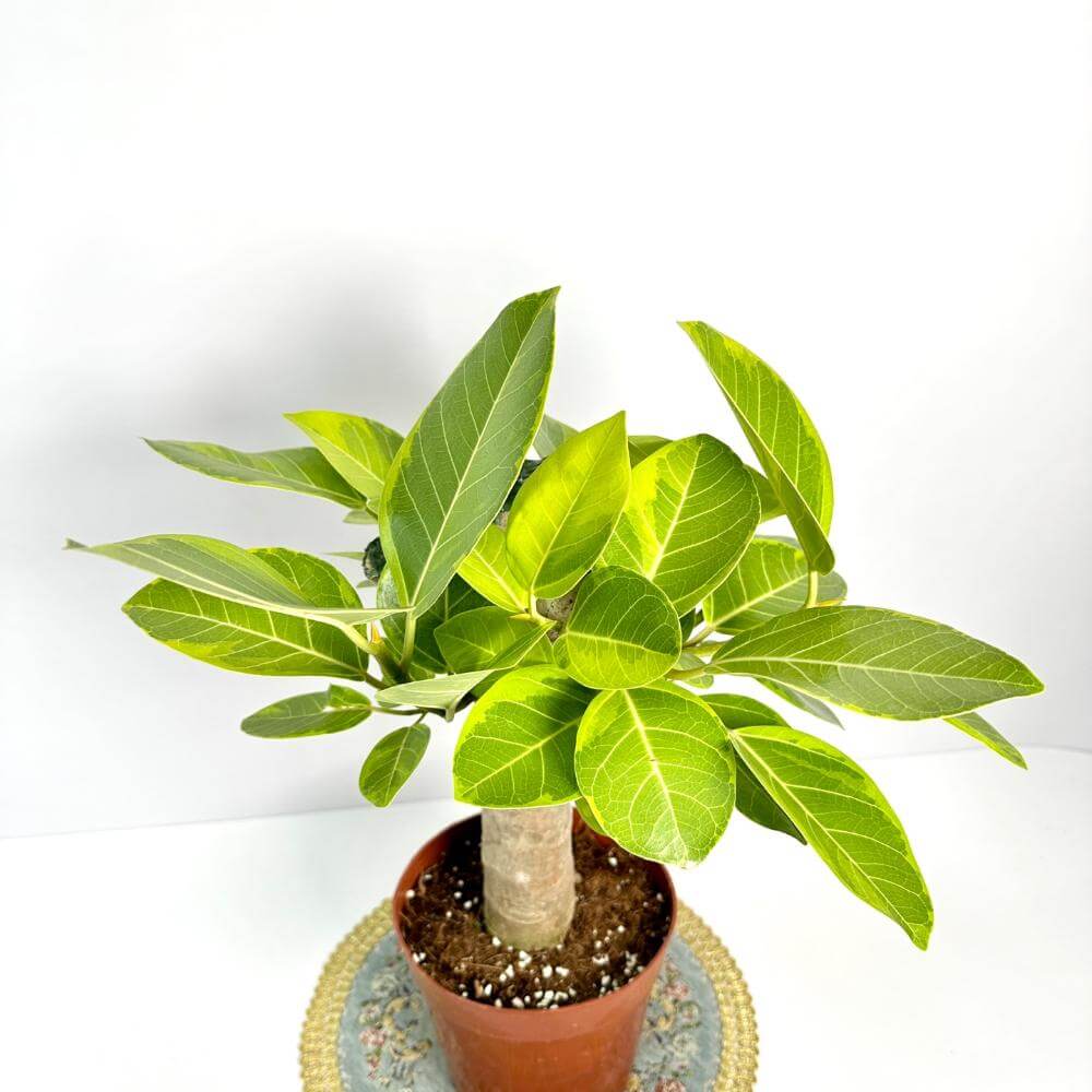 고무나무 키우기