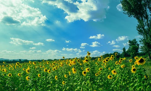 전기요금 도시가스 요금 인상