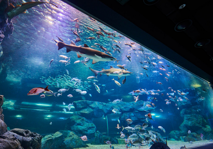 아쿠아플라넷광교