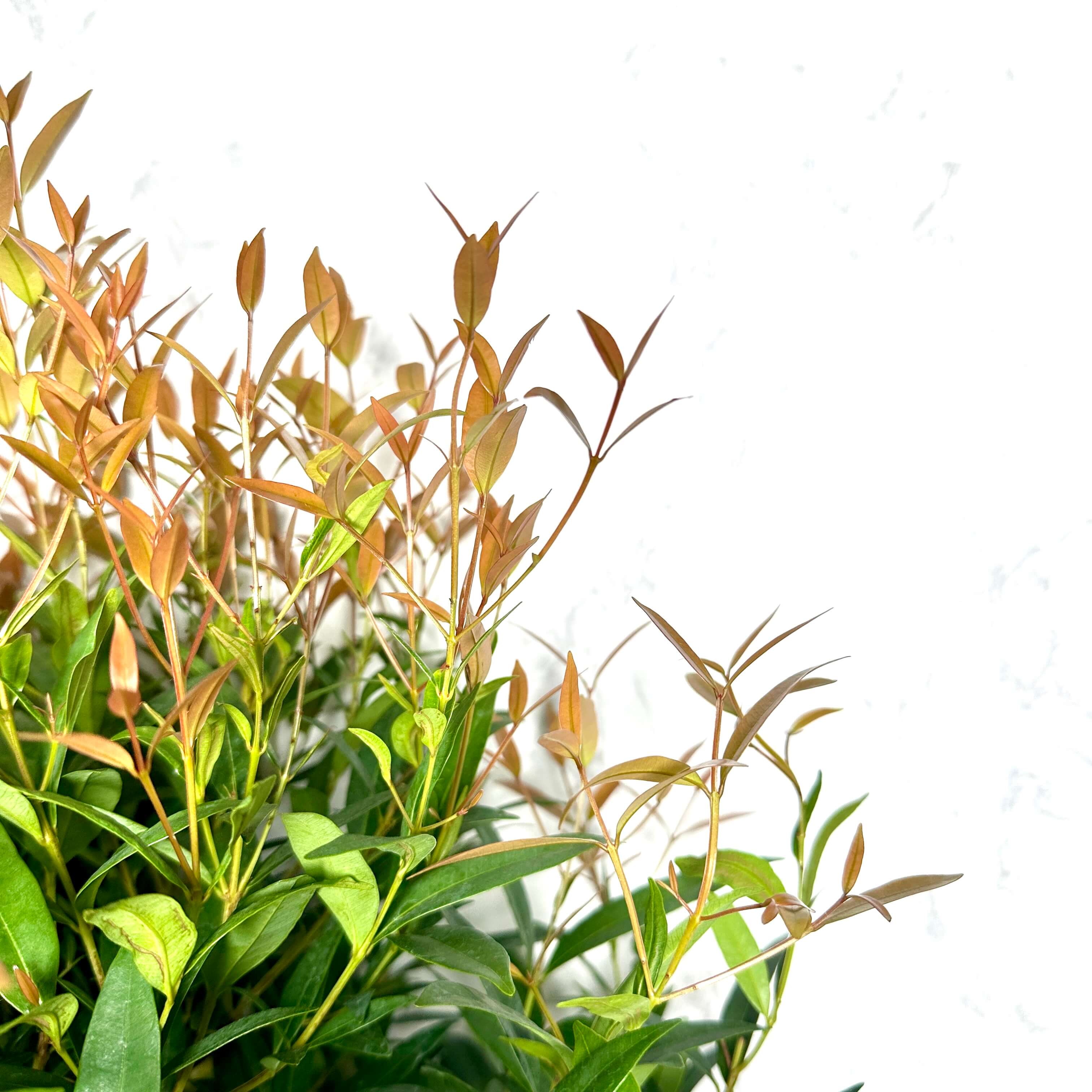 피어리스 키우기