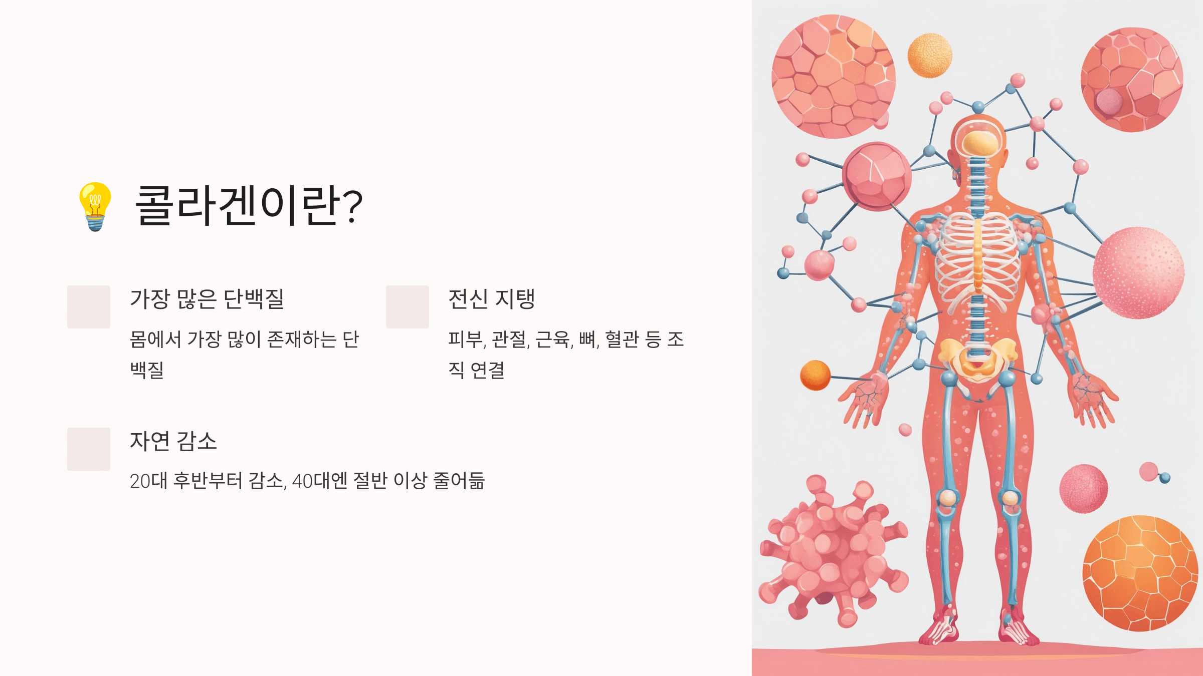 콜라겐과 관련된 사진입니다.