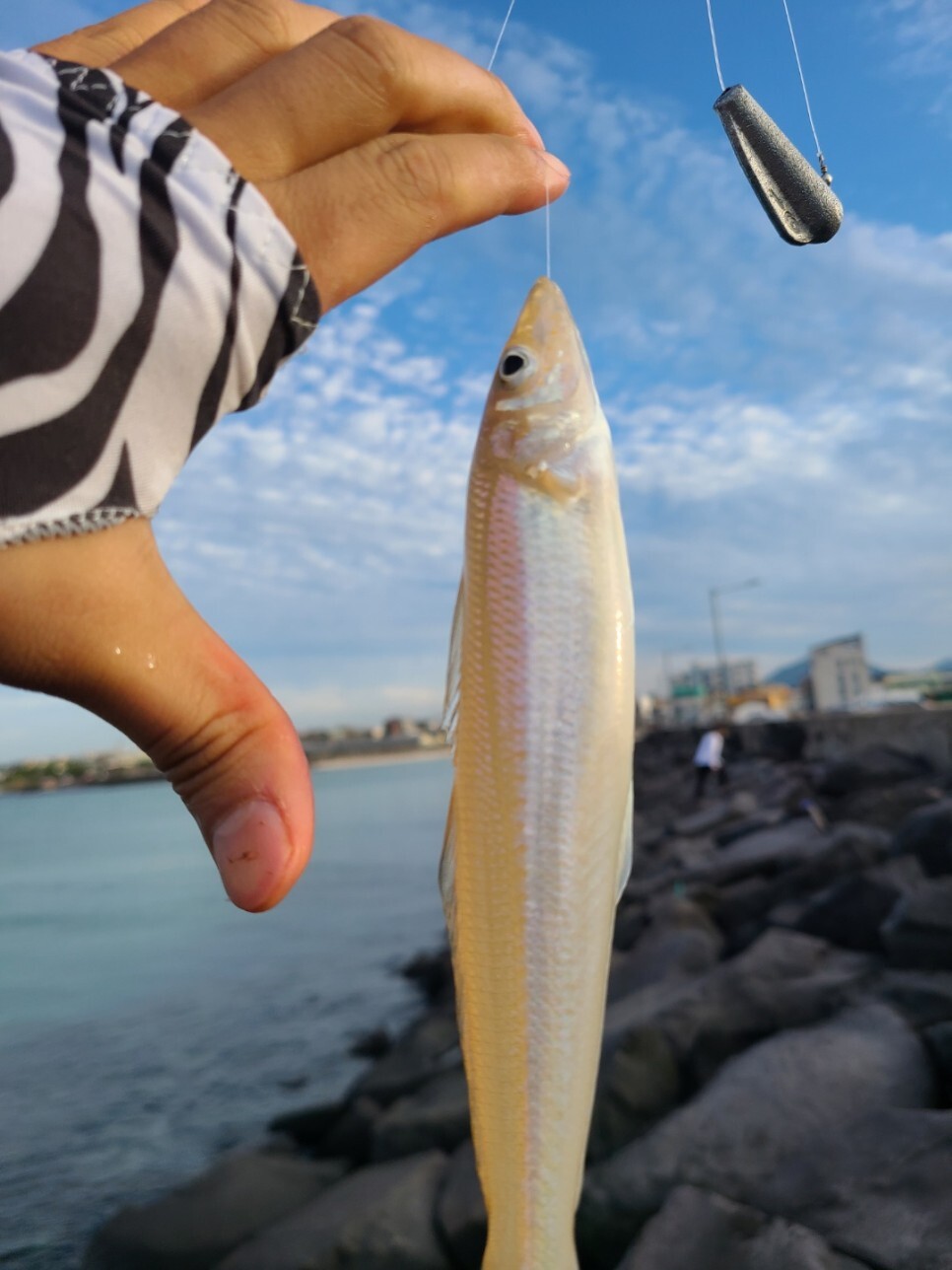 제주도 보리멸 낚시