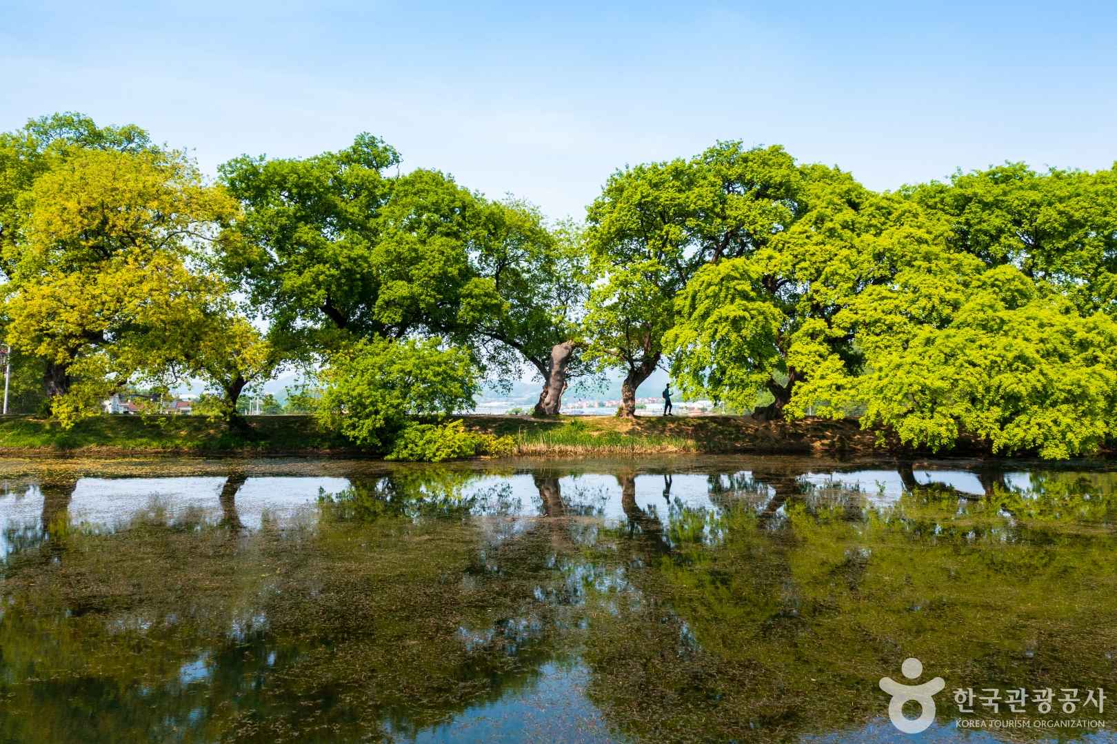 경산 반곡지