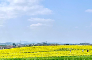 고창 청보리밭 실시간 개화 상황