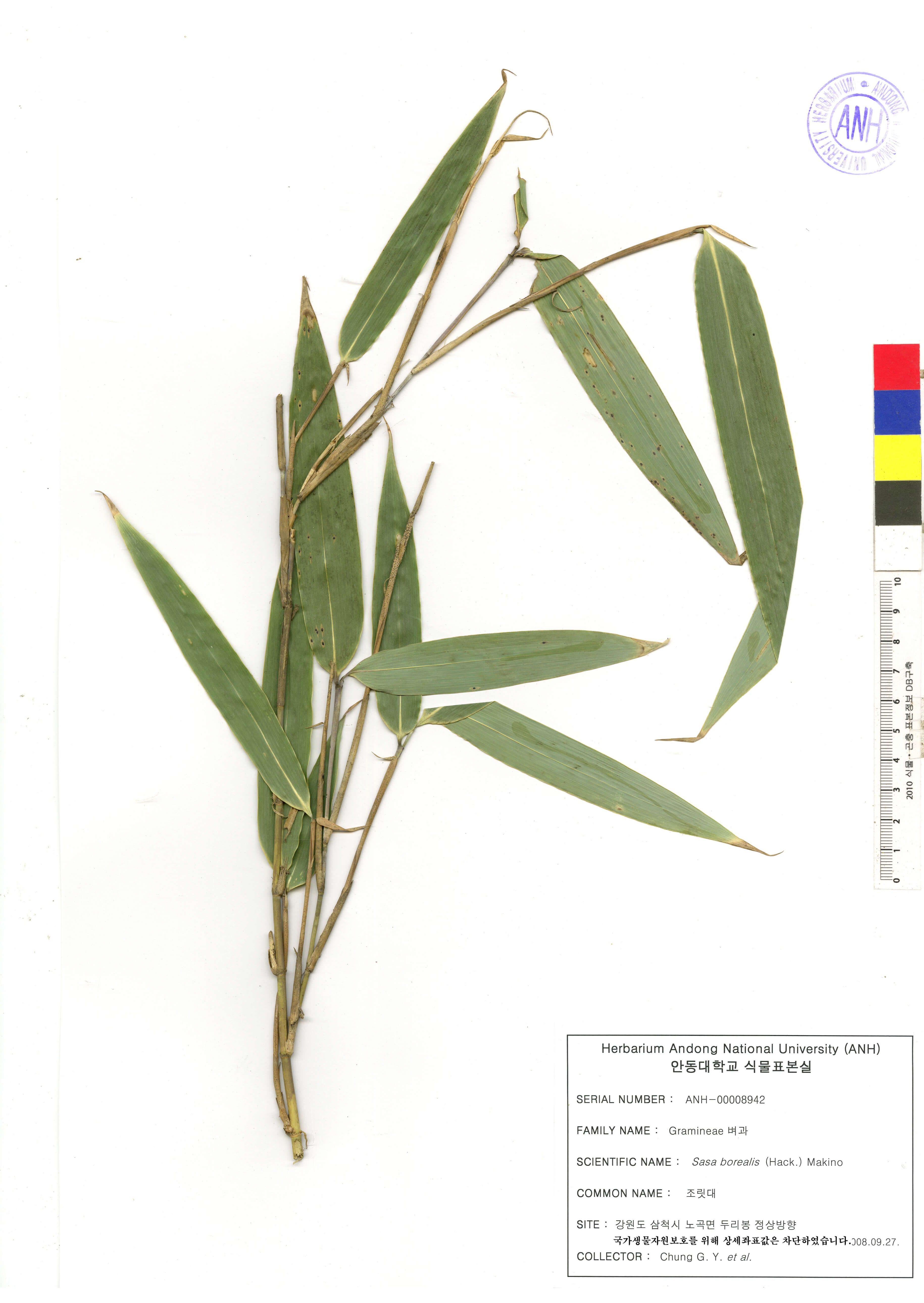 조릿대 효능 &ndash; 조릿대 차의 놀라운 효과