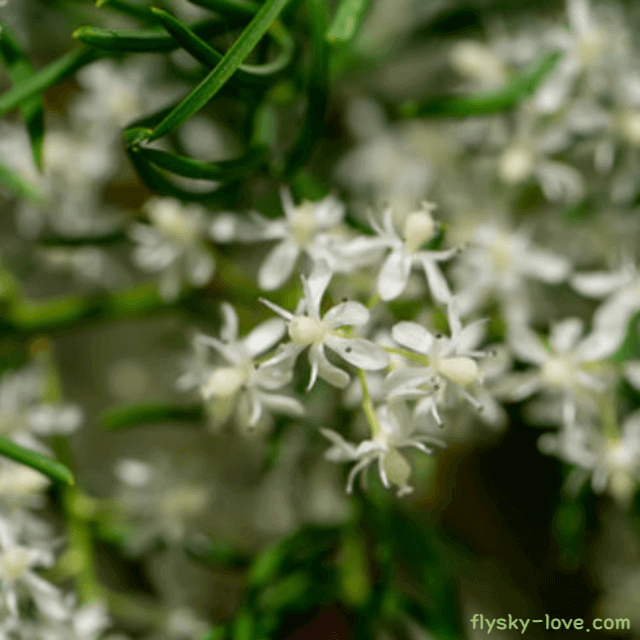 샤타바리 (Shatavari)