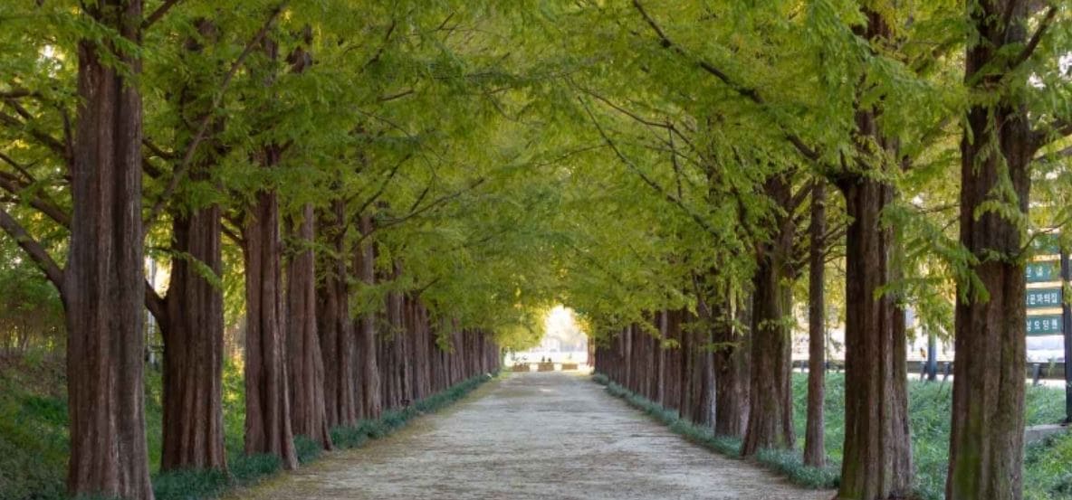 전라남도_담양_메타세쿼이아길