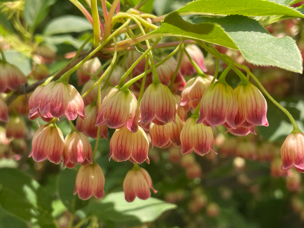 등대꽃나무 꽃2