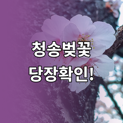 2026년 청송 벚꽃 만개일 예측 및..