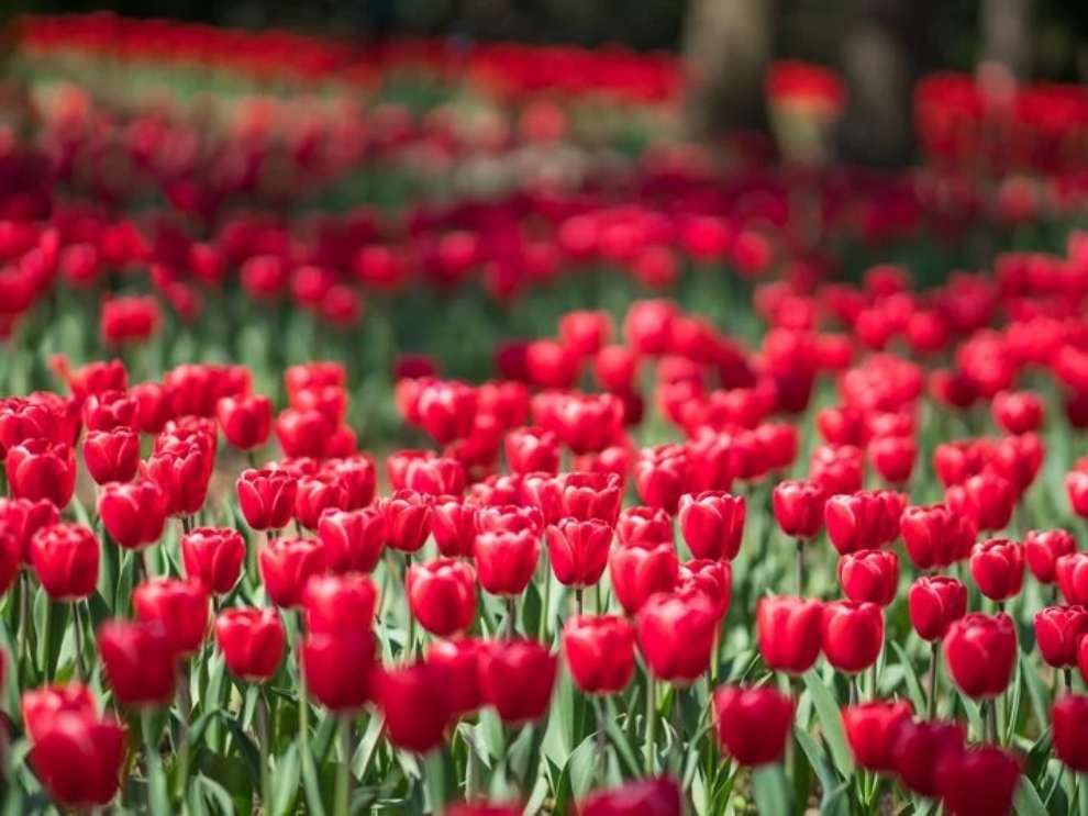 한림공원 부겐빌레아 축제