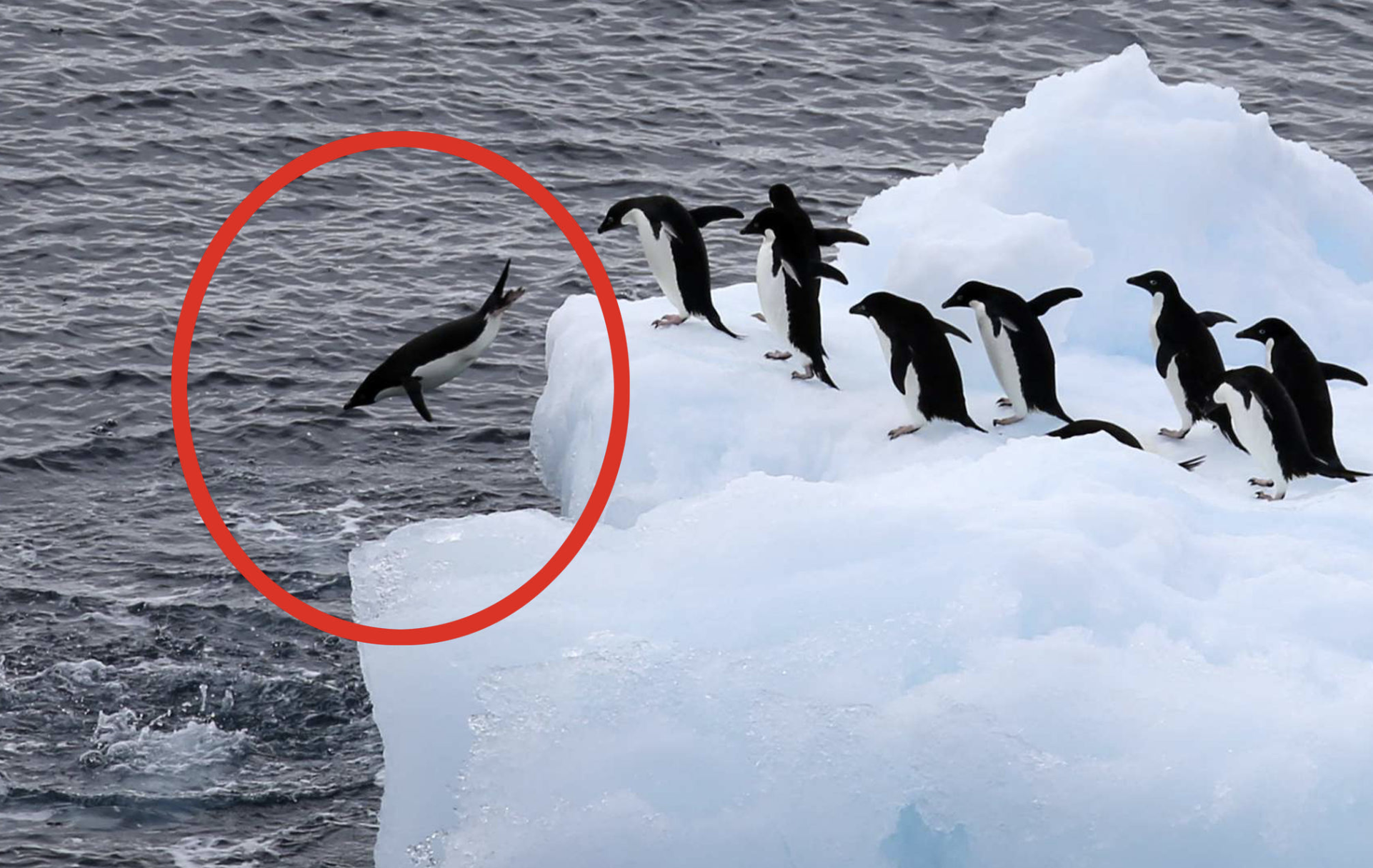 퍼스트펭귄 이미지