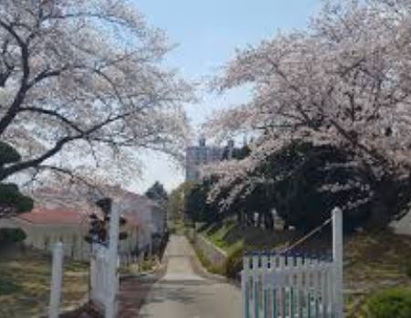 여수 벚꽃 명소