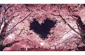 벚꽃개화시기 2024