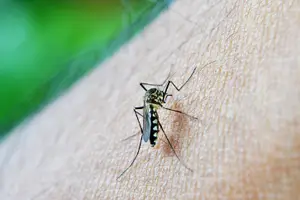 가을 모기 사진