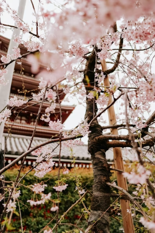 2026 벚꽃 축제 일정 전국 총정리