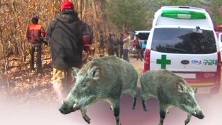 이화여대 멧돼지 출몰 (영상) ❘ 대처 방법 긴급 상황