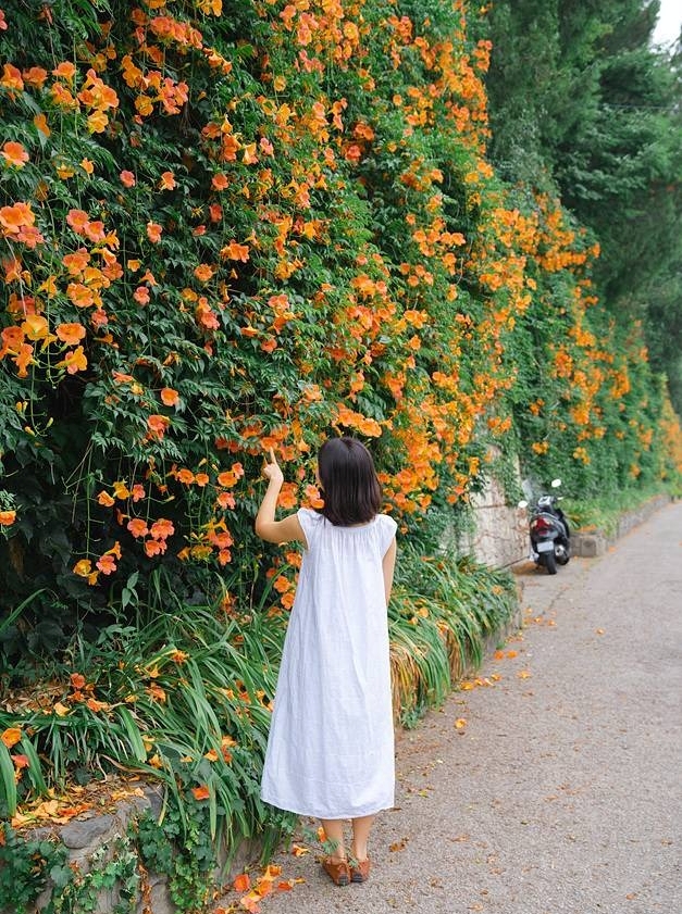 희망대공원 능소화