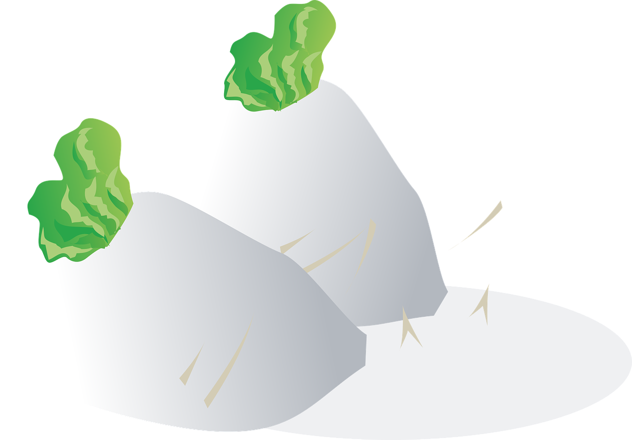 김장무 파종시기와 재배 방법