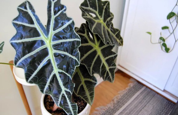 [식물키우기] 알로카시아 아마조니카 키우기 관리법 - 물주기, 햇빛, 온도, 습도, 흙(토양), 비료