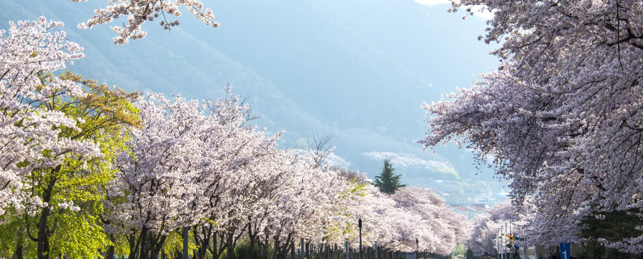 진해군항제 벚꽃 축제