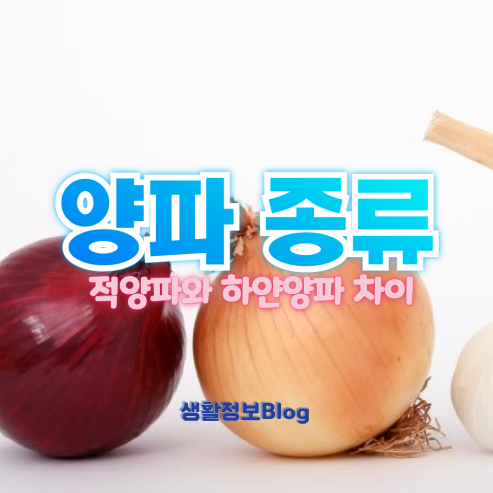 양파 종류